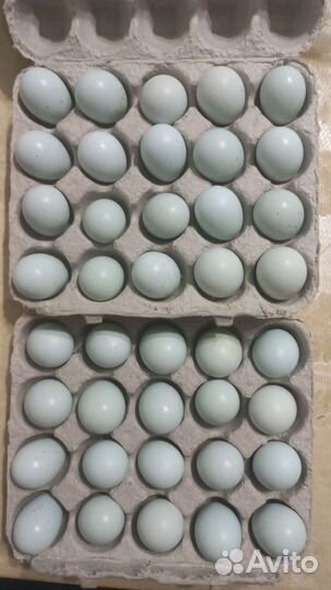 Селадоны, техасцы суточные, продажа инкубац. яйца