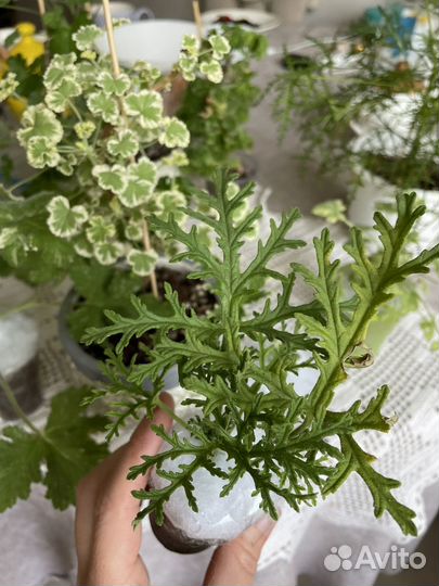 Душистые пеларгонии