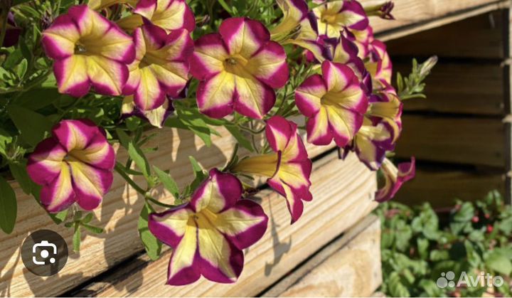 Петуния королевская