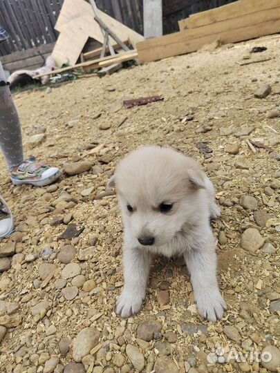 Щенки маламута