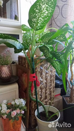 Комнатные цветы