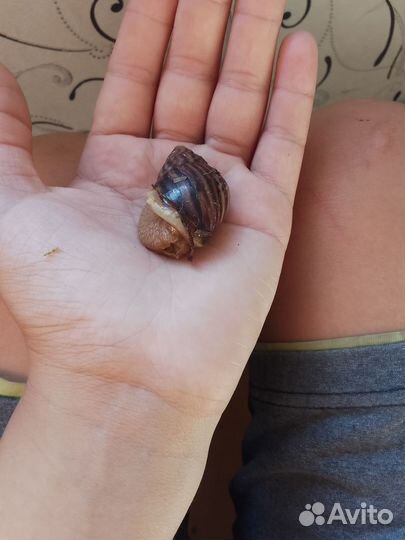 Улитки ахатины Маргината