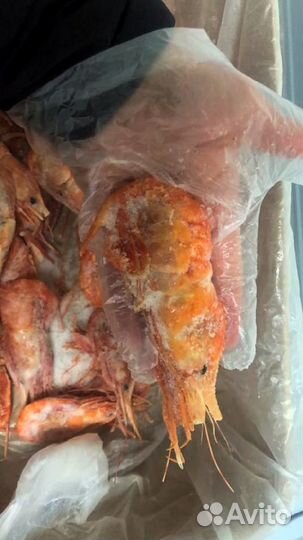 Креветка Ботан