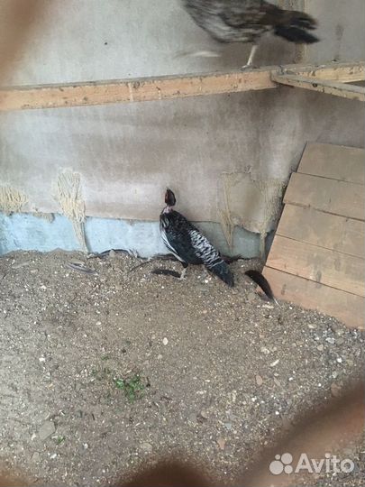 Фазаны непальские, алмазные