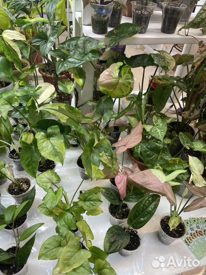 Комнатные и уличные растения на выставке-продаже