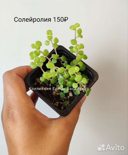 Монстеры кротон и др комнатные цветы