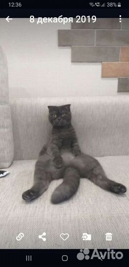 Британские вислоухие котята