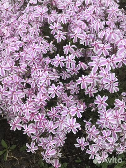 Разные многолетники для вашего сада