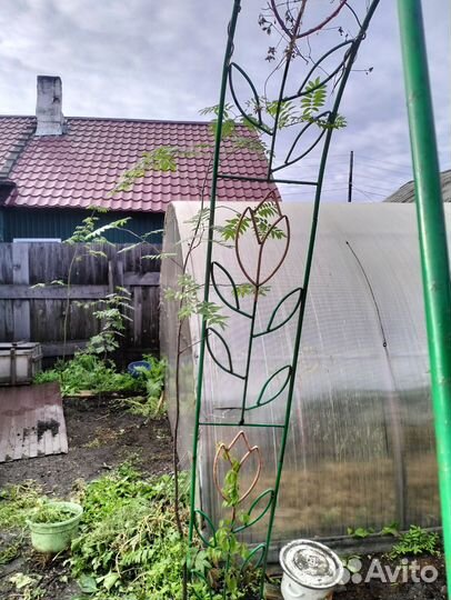 Продам рябину