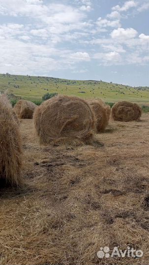 Сено в тюках