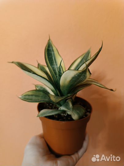 Сансевиерия Ханни Сильвер Фрост / Ханни Грей