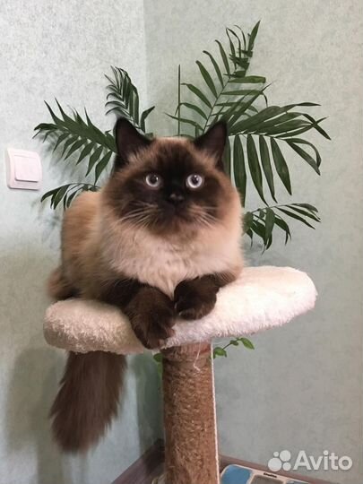 Невская маскарадная