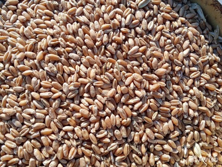 Зерно пшеницы, ячменя