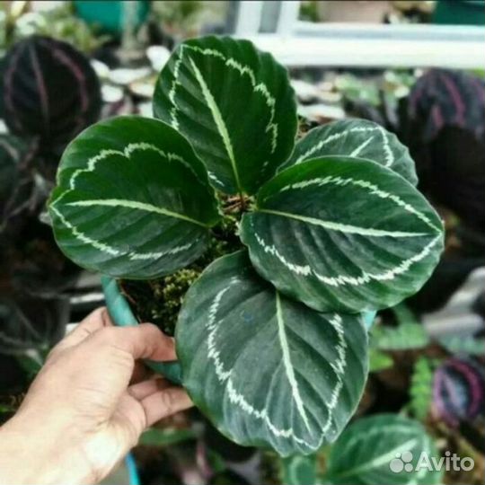 Калатея Анжелика