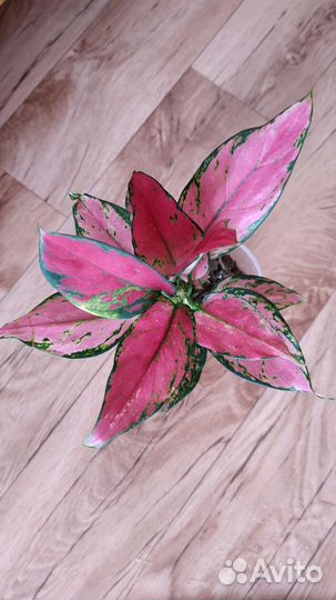 Аглаонема Черри беби