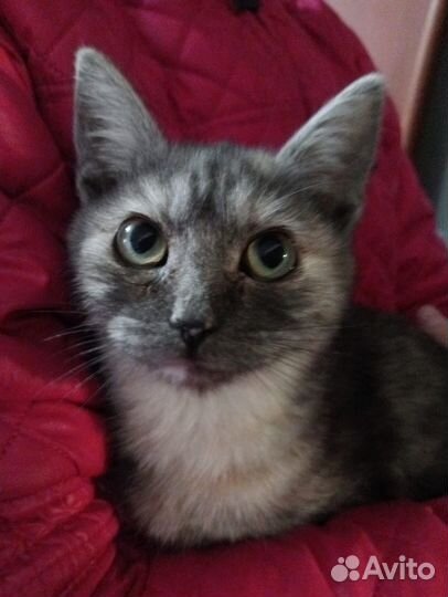 Котенок девочка