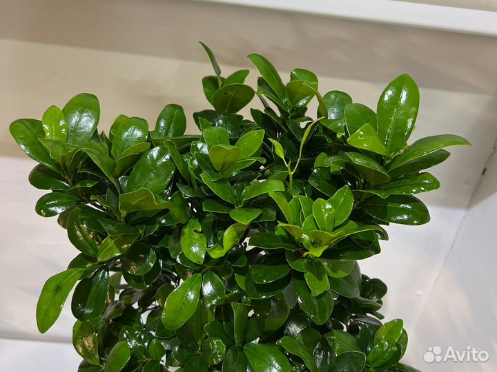 Фикус гинсенг