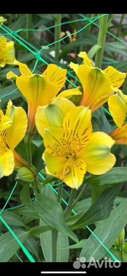 Цветы оптом