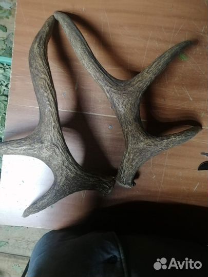 Рога диких животных