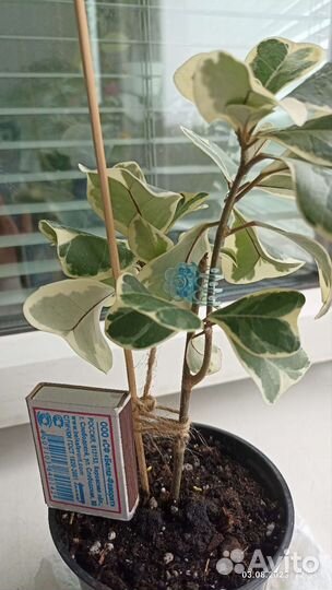 Фикус триангулярис