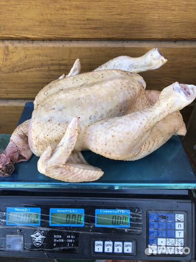 Продою своё излишки домашнего бройлера