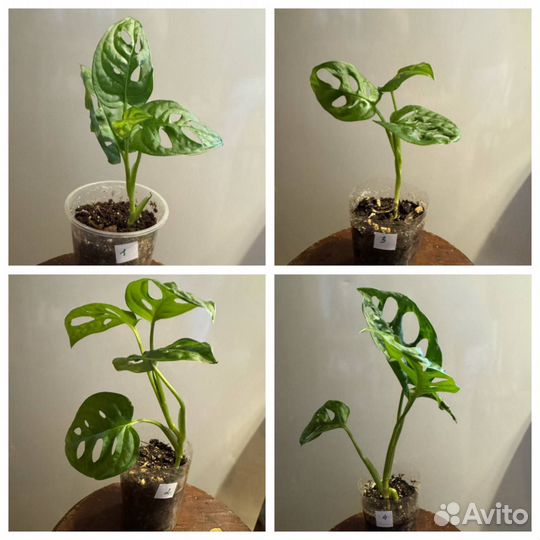 Монстера манки