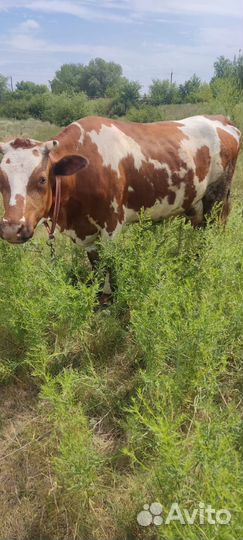 Корова дойная