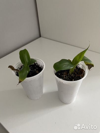 Банан комнатный