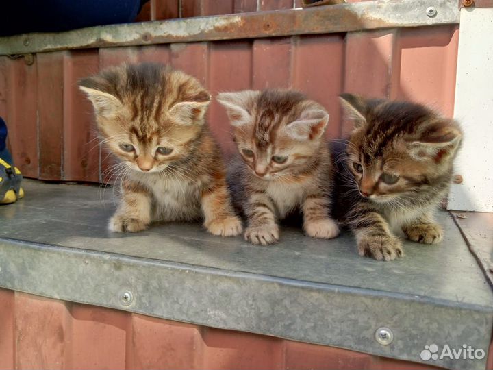 Котята в добрые руки
