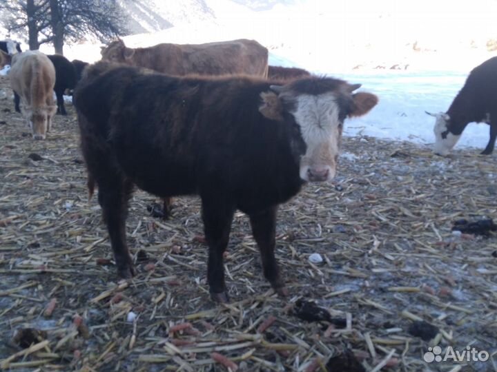 Бычки и тёлочки