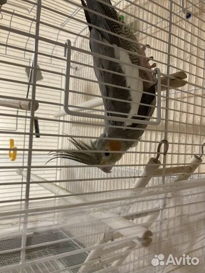 Попугай корелла