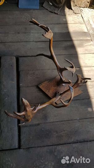 Продам рога оленя