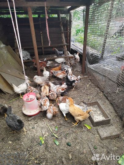 Куры молодки домашние