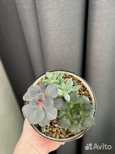 Флорариум мини-садик из суккулентов