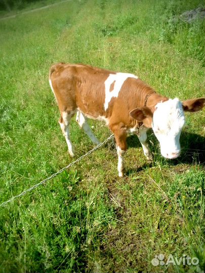 Телочка от домашней коровы