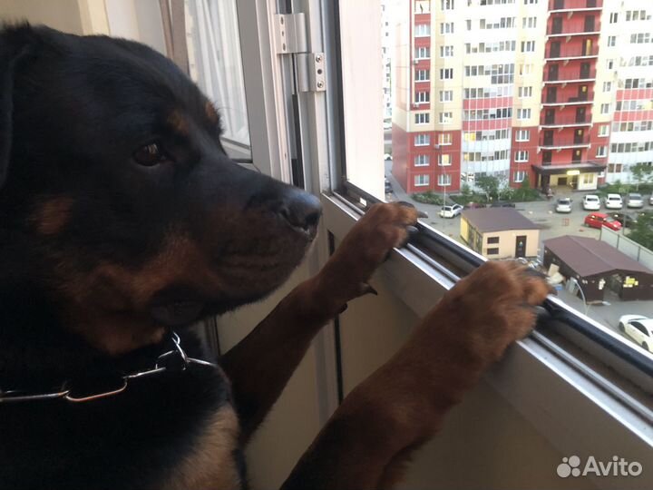 Собака в добрые руки отдам бесплатно