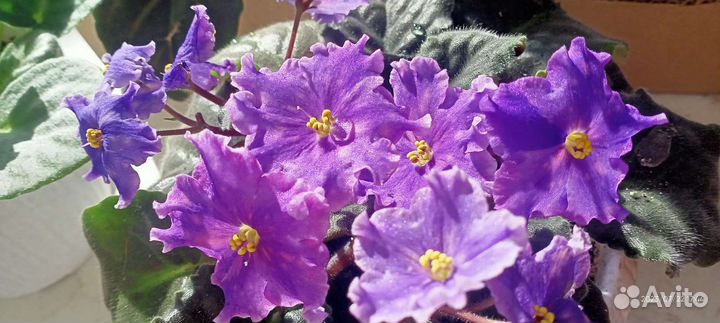 Фиалка (сенполия)