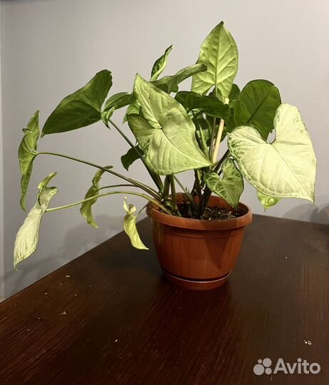 Сингониум батерфляй