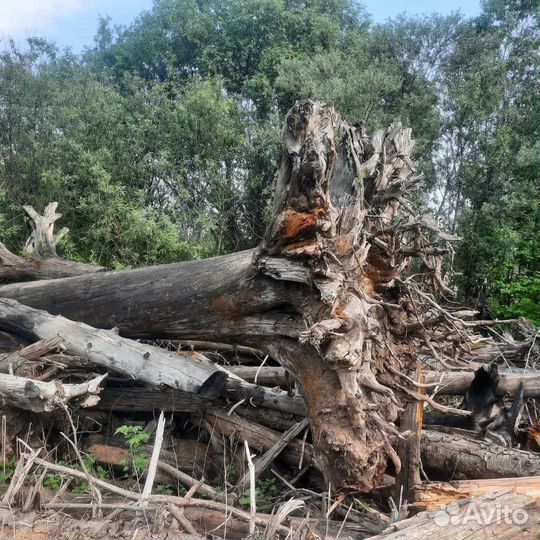 Спил деревьев. Расчистка участков. Удаление пней д