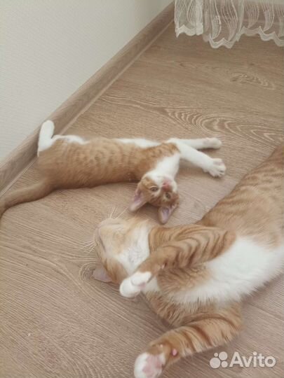 Котята в добрые руки бесплатно