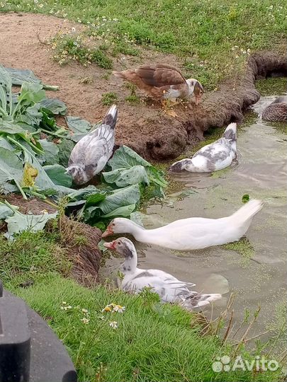 Индоутка мускусная утка