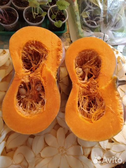 Семена тыквы Деликата,Каштан