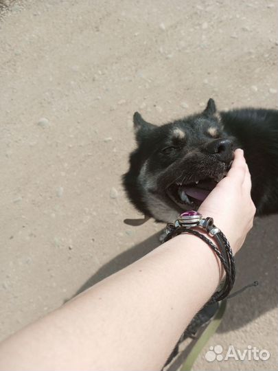 Отдам в хорошие руки собаку