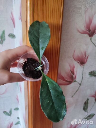 Фикус велютина отправляю почтой