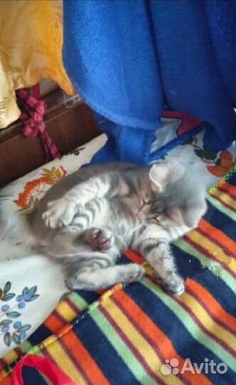 Котенок -мальчик