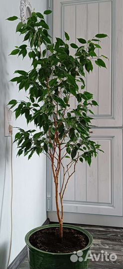 Фикусы бенджамина