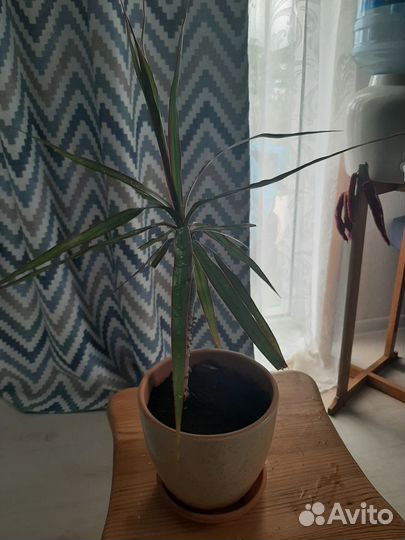 Продам цветы комнатные