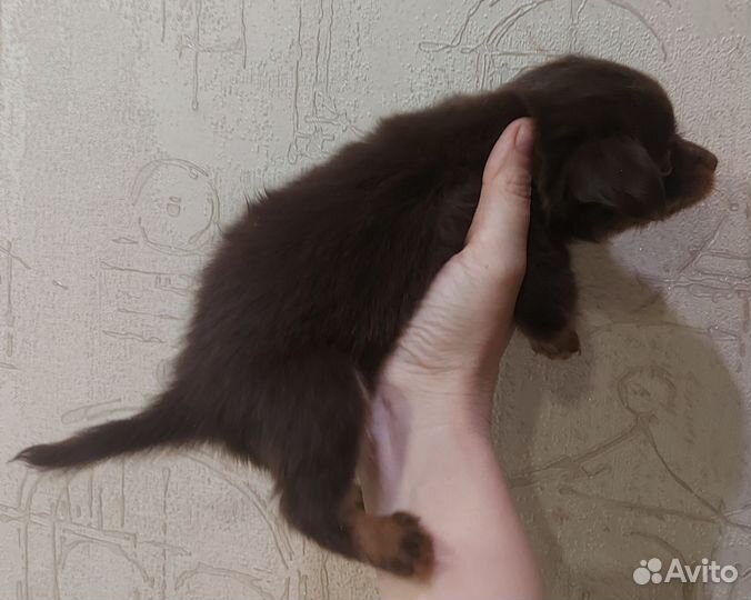Той-терьер щенки