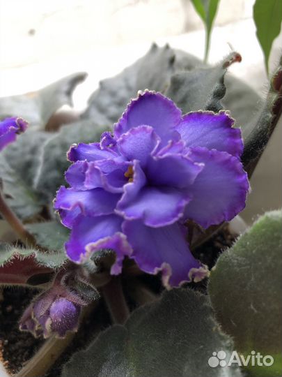 Фиалки цветущие в горшке