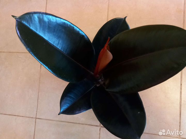 Сортовые фикусы Чёрный Принц, Мелани, Руби